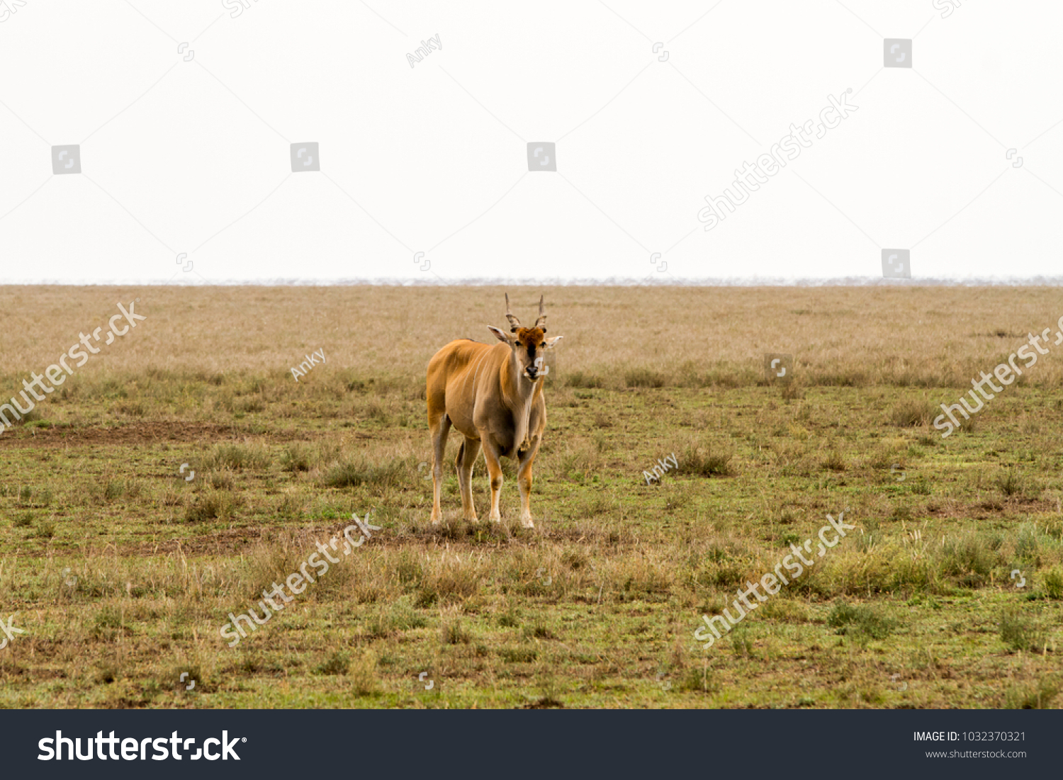 African antelope - the hartebeest (Alcelaphus buselaphus)  #1032370321