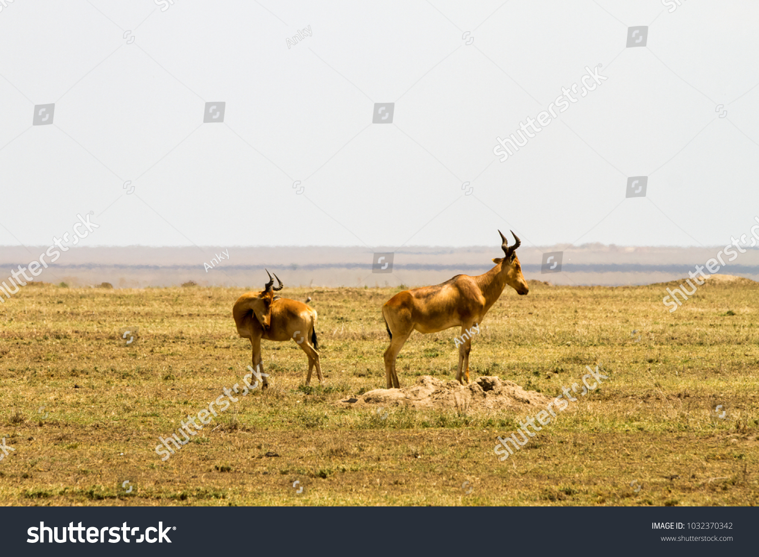 African antelope - the hartebeest (Alcelaphus buselaphus), also known as kongoni in Serengeti National Park  #1032370342
