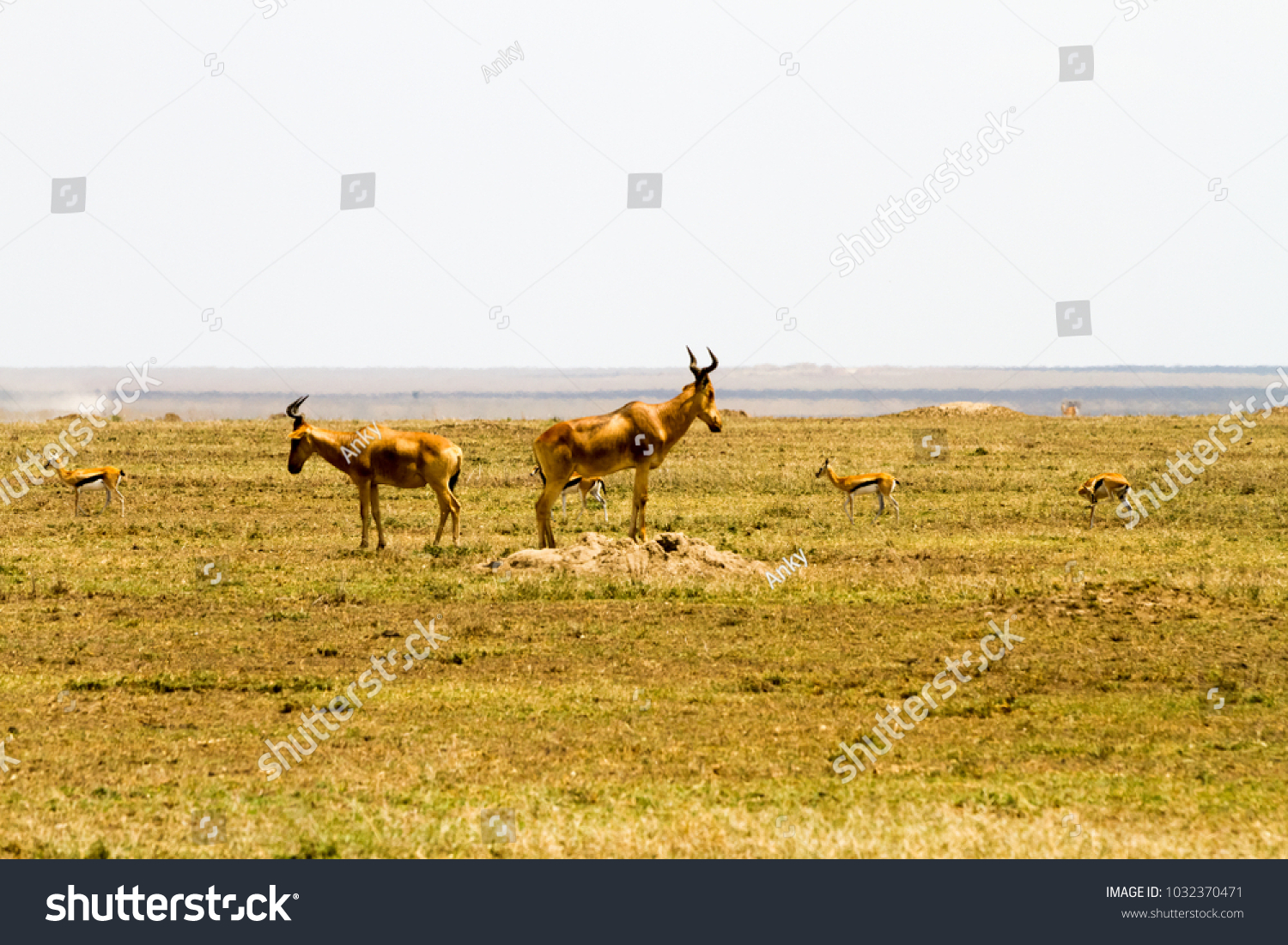 African antelope - the hartebeest (Alcelaphus buselaphus), also known as kongoni in Serengeti National Park, Tanzanian national park in the Serengeti ecosystem in the Mara and Simiyu regions #1032370471