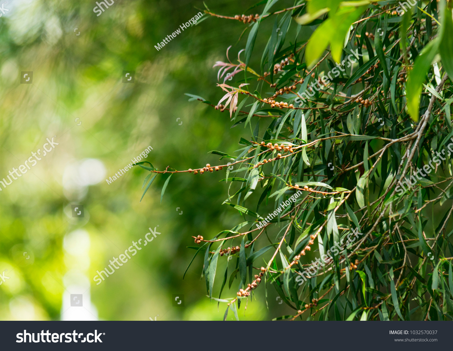 a closeup of eucalyptus seed pods, leaves and branches with a forest in the background  #1032570037