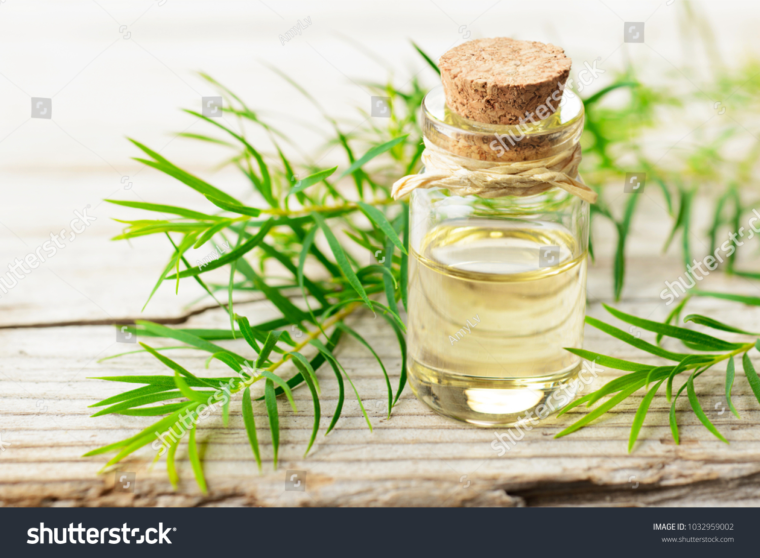 fresh tea tree twig and essential oil on the wooden board #1032959002
