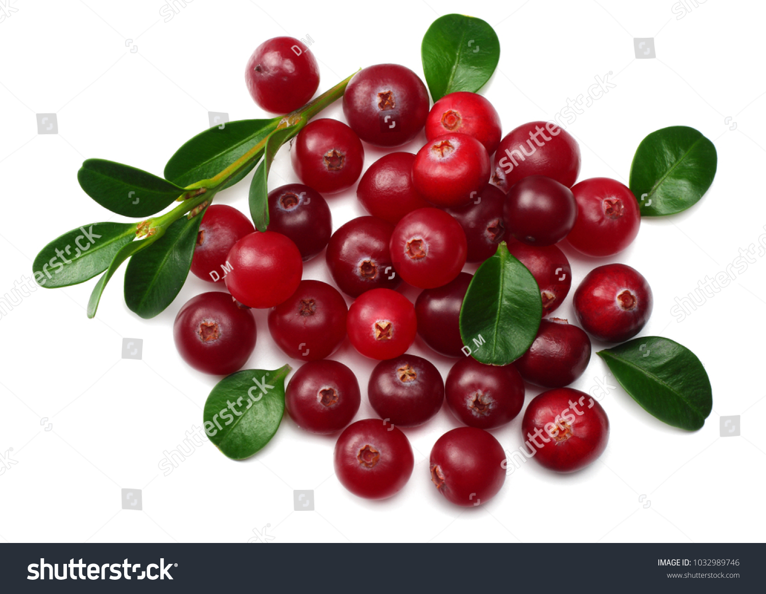 Cranberry with leaves isolated on white. macro #1032989746