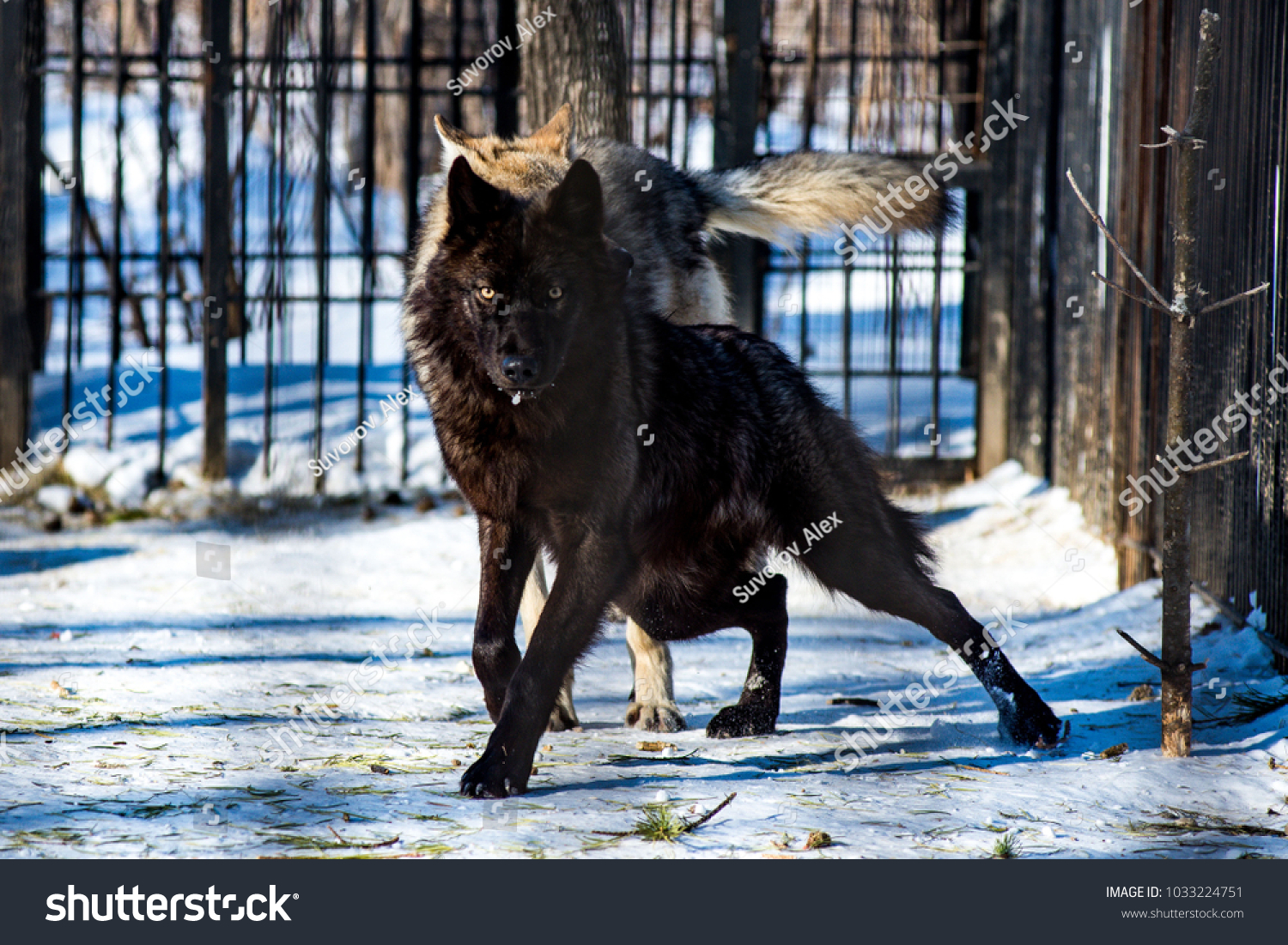black wolf in the snow in a cage #1033224751