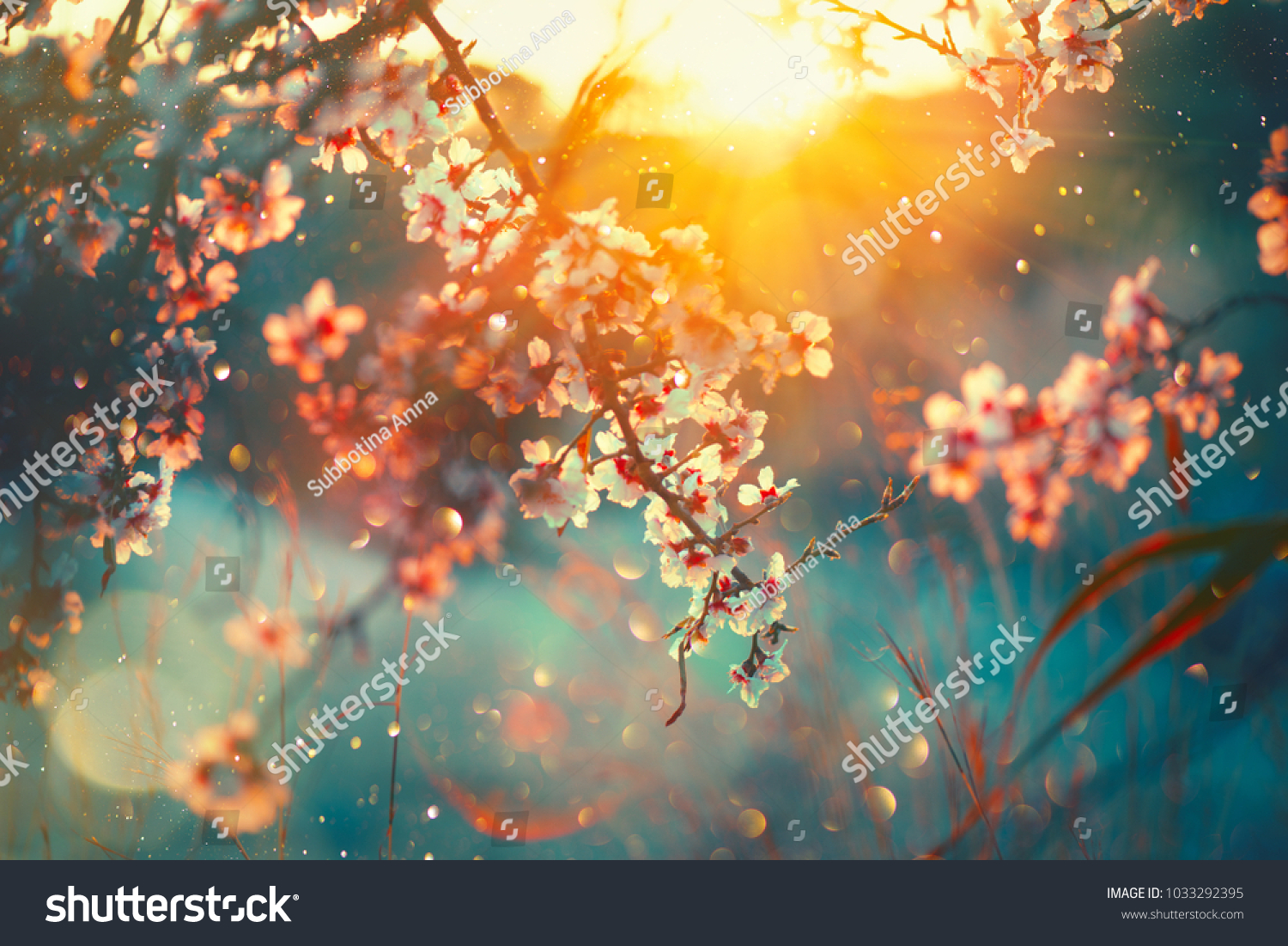 Spring blossom background. Beautiful nature scene with blooming tree and sun flare. Sunny day. Spring flowers. Beautiful Orchard. Abstract blurred background. Springtime