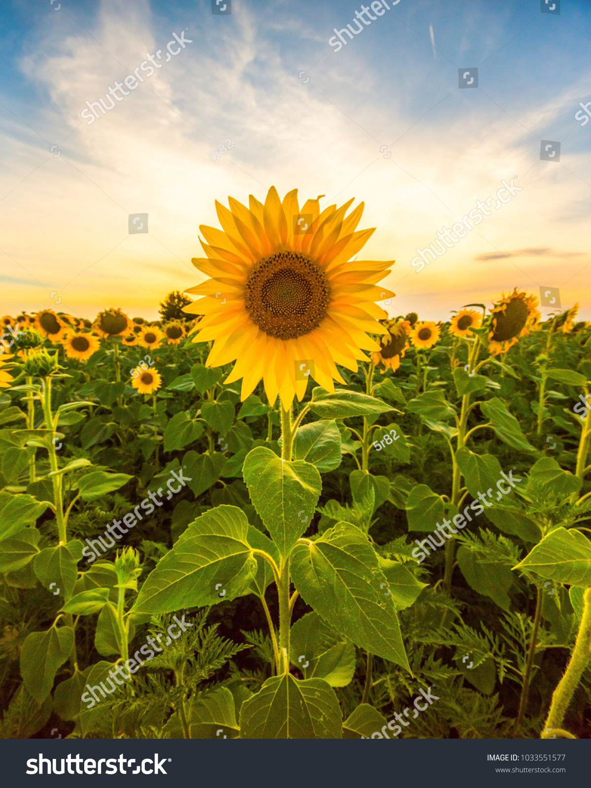 Sunflower field landscape close-up #1033551577