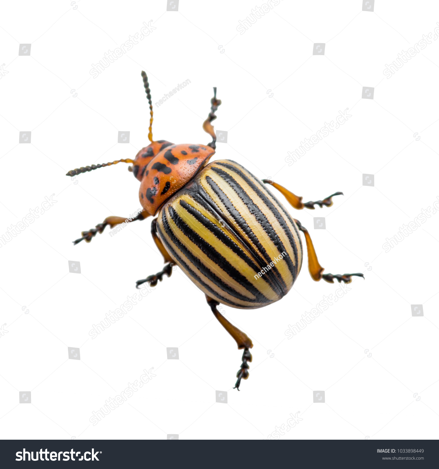 Colorado Potato Beetle Pest Insect Isolated on White #1033898449