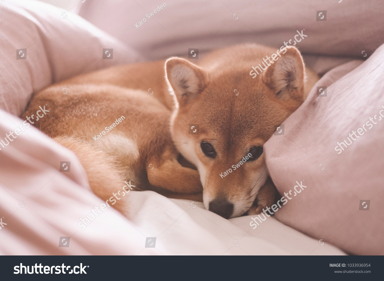 Cute female pedigree shiba inu dog with red fur sleeping in human bed with pink sheets, closeup with natural light from window. Dreamy peaceful. #1033936954