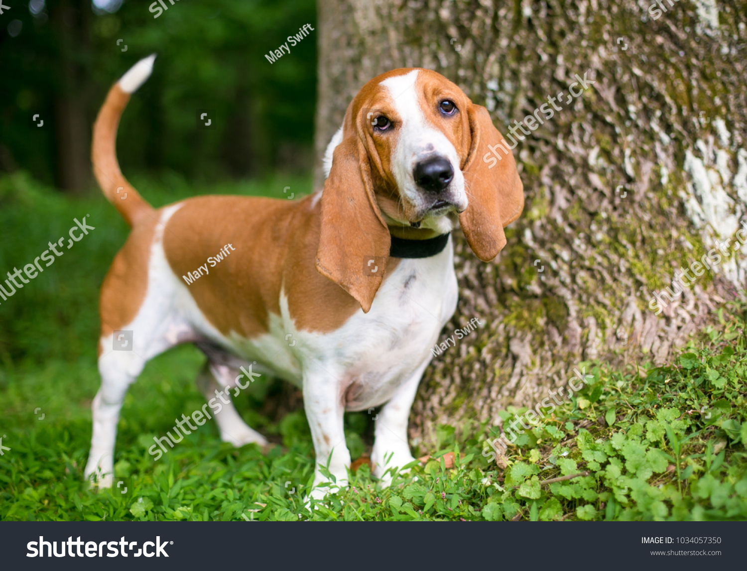 Portrait of a Basset Hound outdoors #1034057350