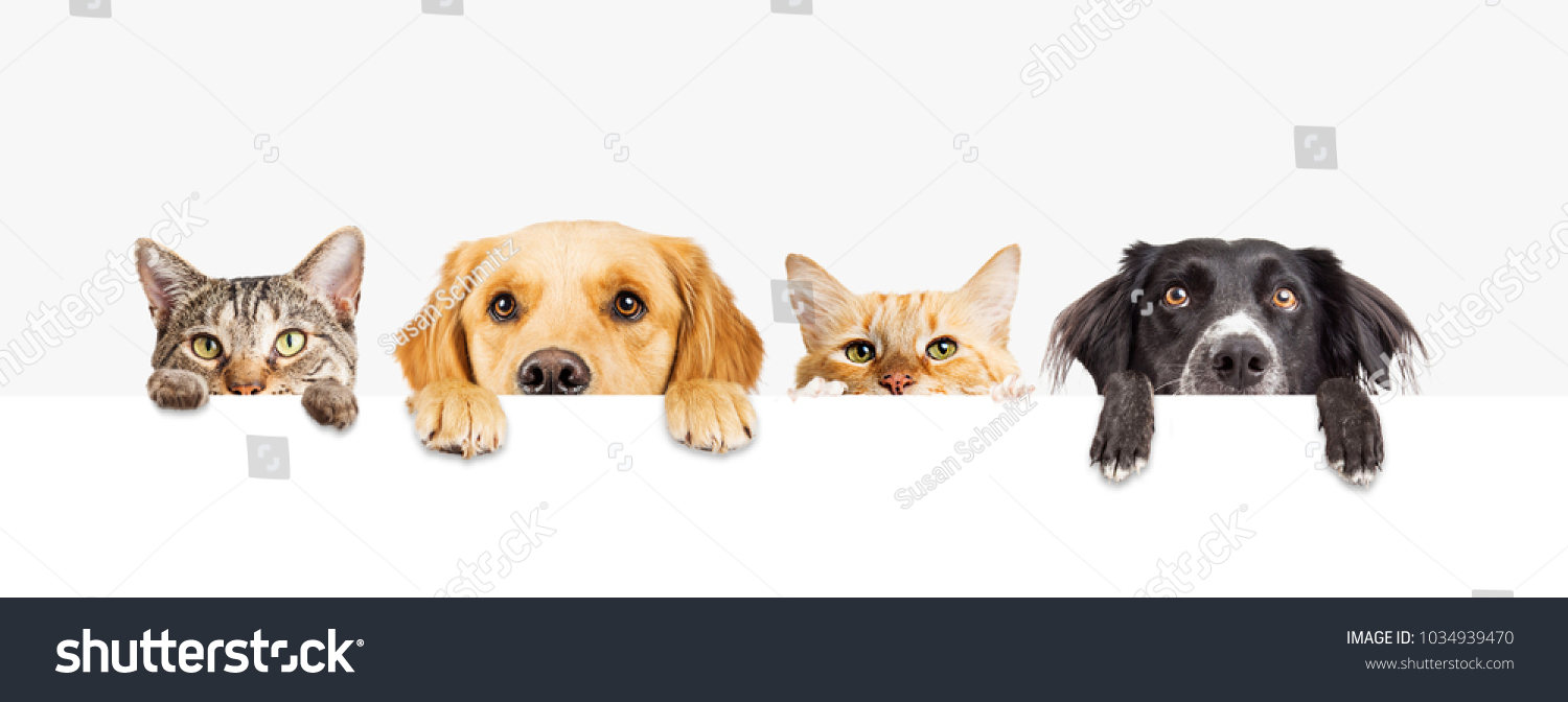 Row of the tops of heads of cats and dogs with paws up, peeking over a blank white sign. Sized for web banner or social media cover #1034939470