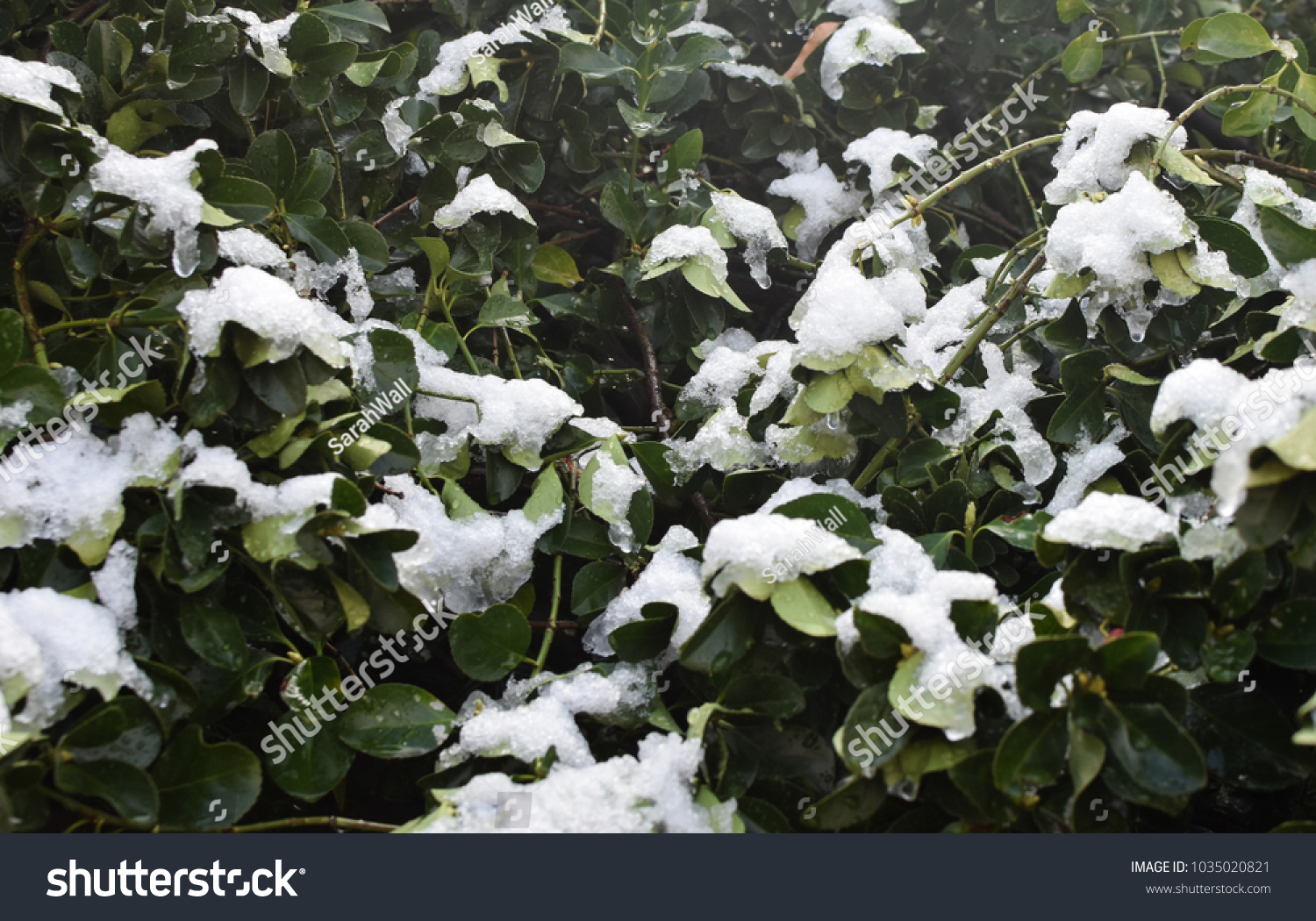 Snow on a bush #1035020821