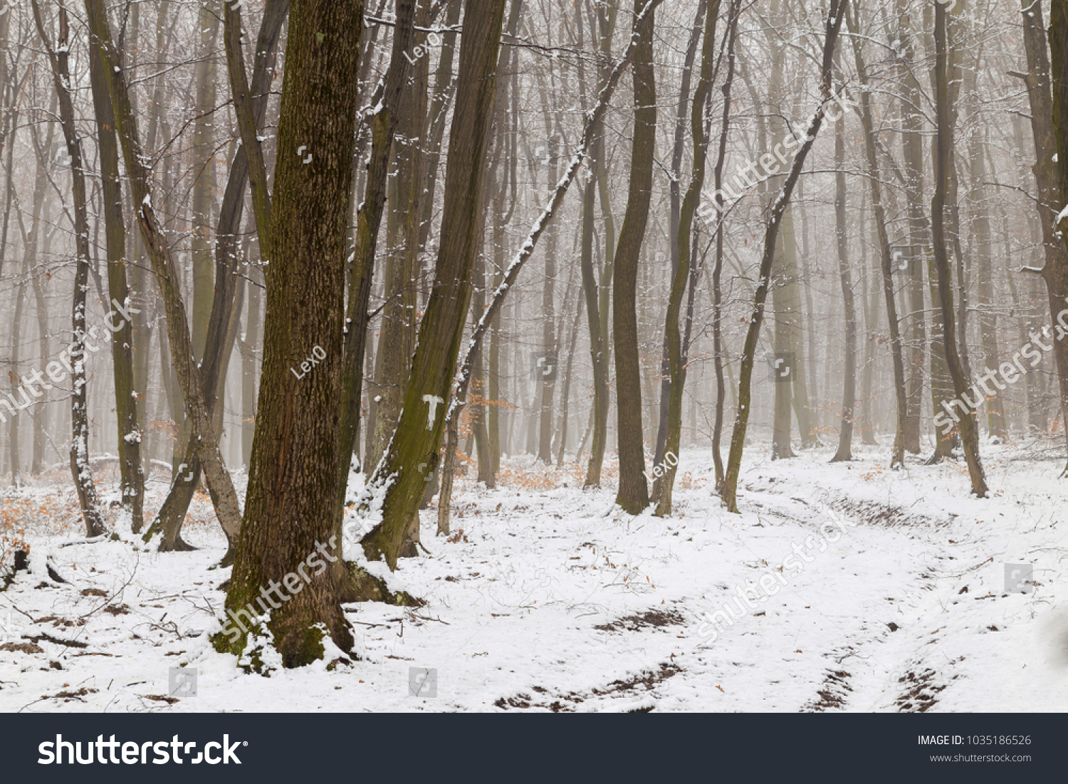 Winter landscape of the frozen forest #1035186526