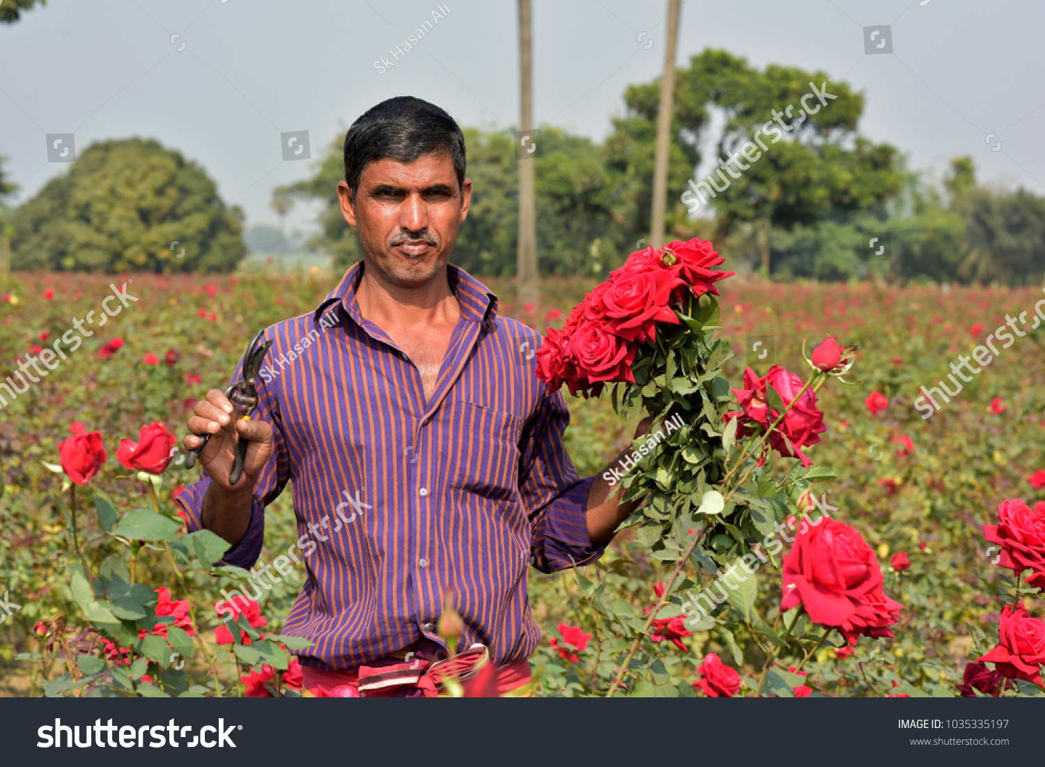 DHAKA, BANGLADESH - FEBRUARY 07, 2017: Bangladeshi farmer collects rose from their field during flower harvest at Birulia, Savar, Bangladesh on February 07, 2017. #1035335197