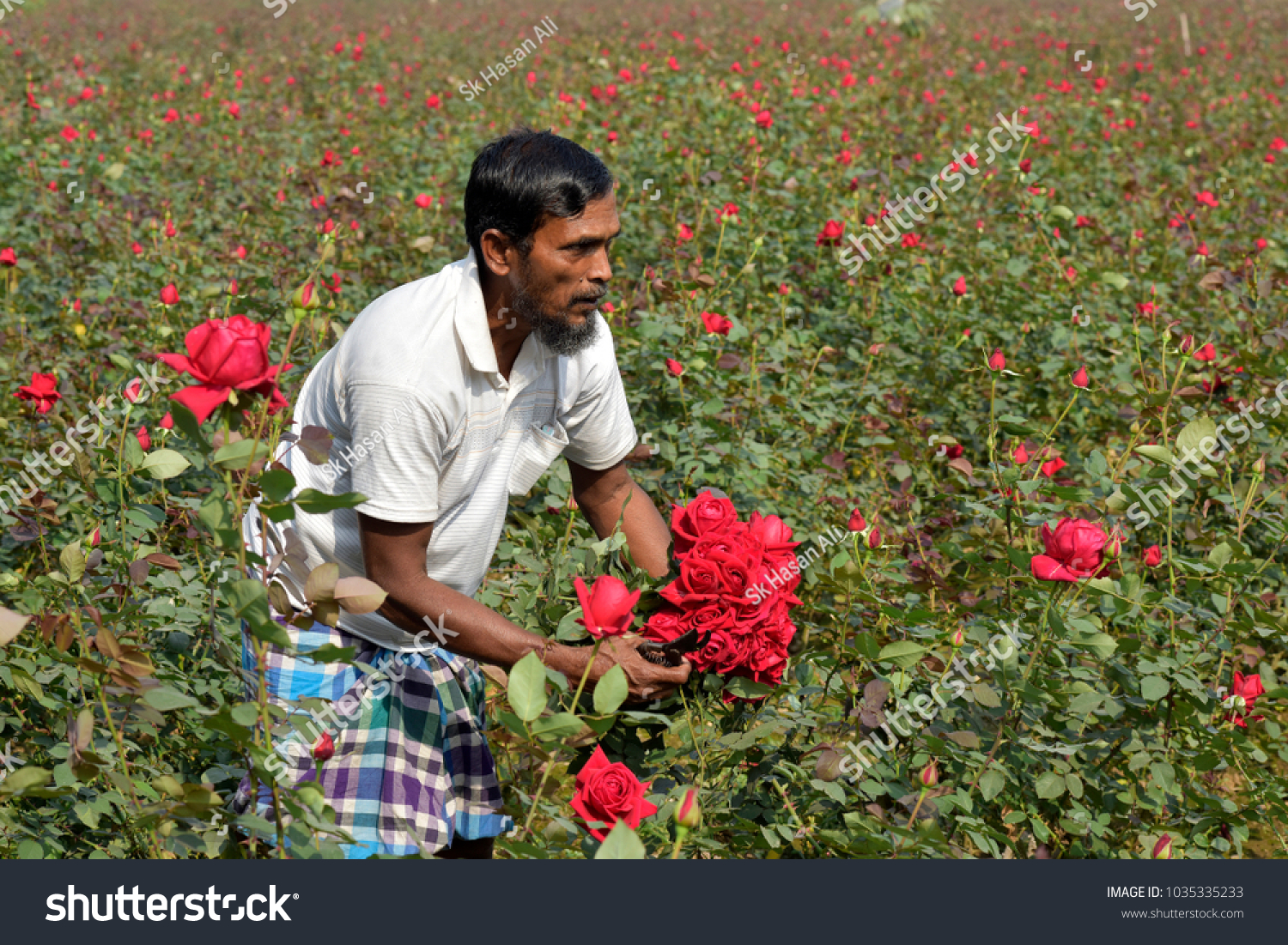 DHAKA, BANGLADESH - FEBRUARY 07, 2017: Bangladeshi farmer collects rose from their field during flower harvest at Birulia, Savar, Bangladesh on February 07, 2017. #1035335233
