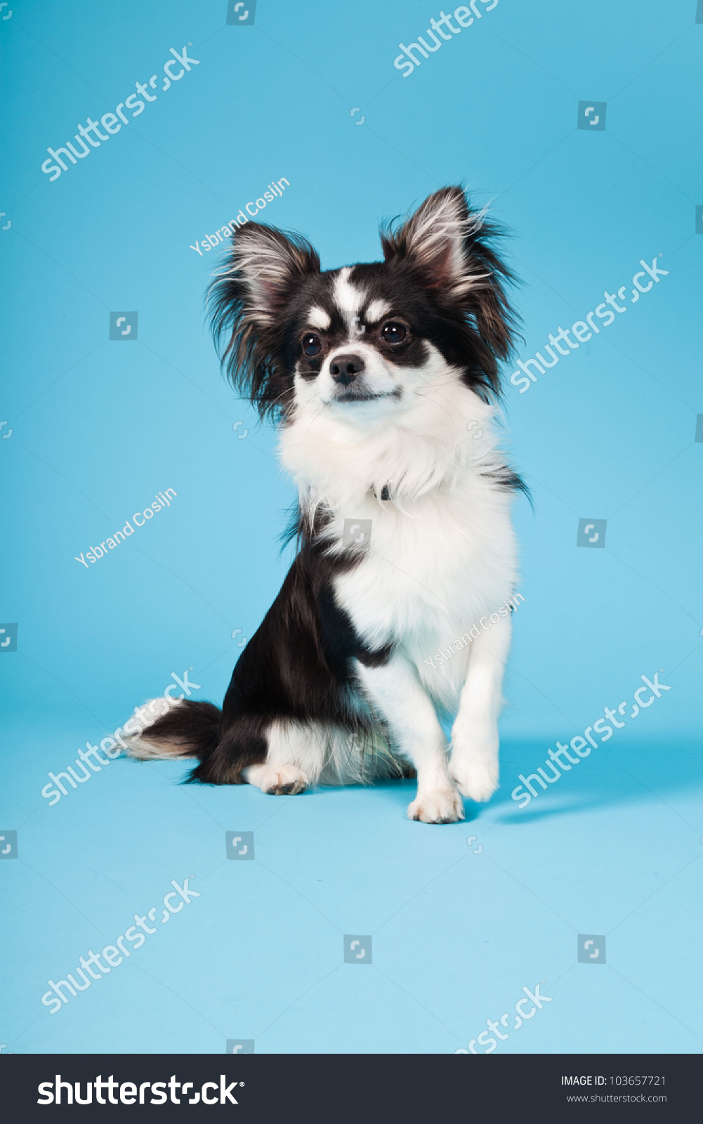 Cute Chihuahua Black And White Isolated Stock Photo 103657721