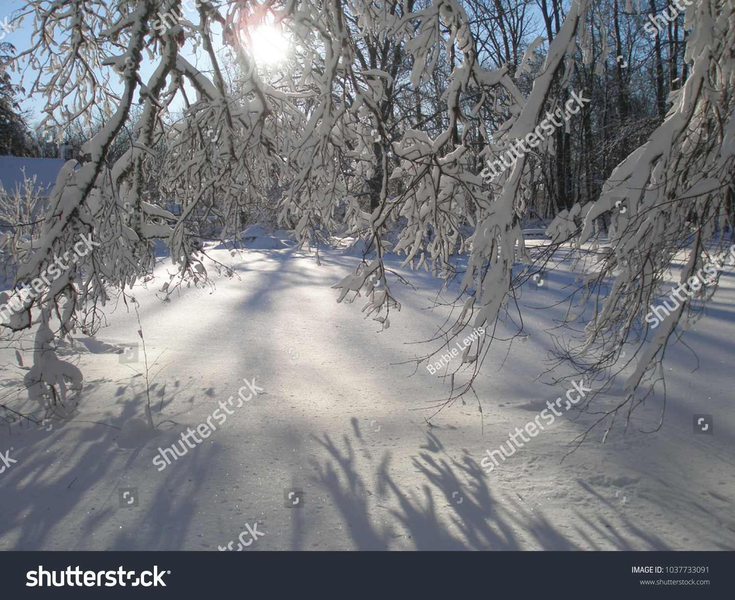 A winter landscape with snowy branches casting shadows against a sunny blue sky #1037733091