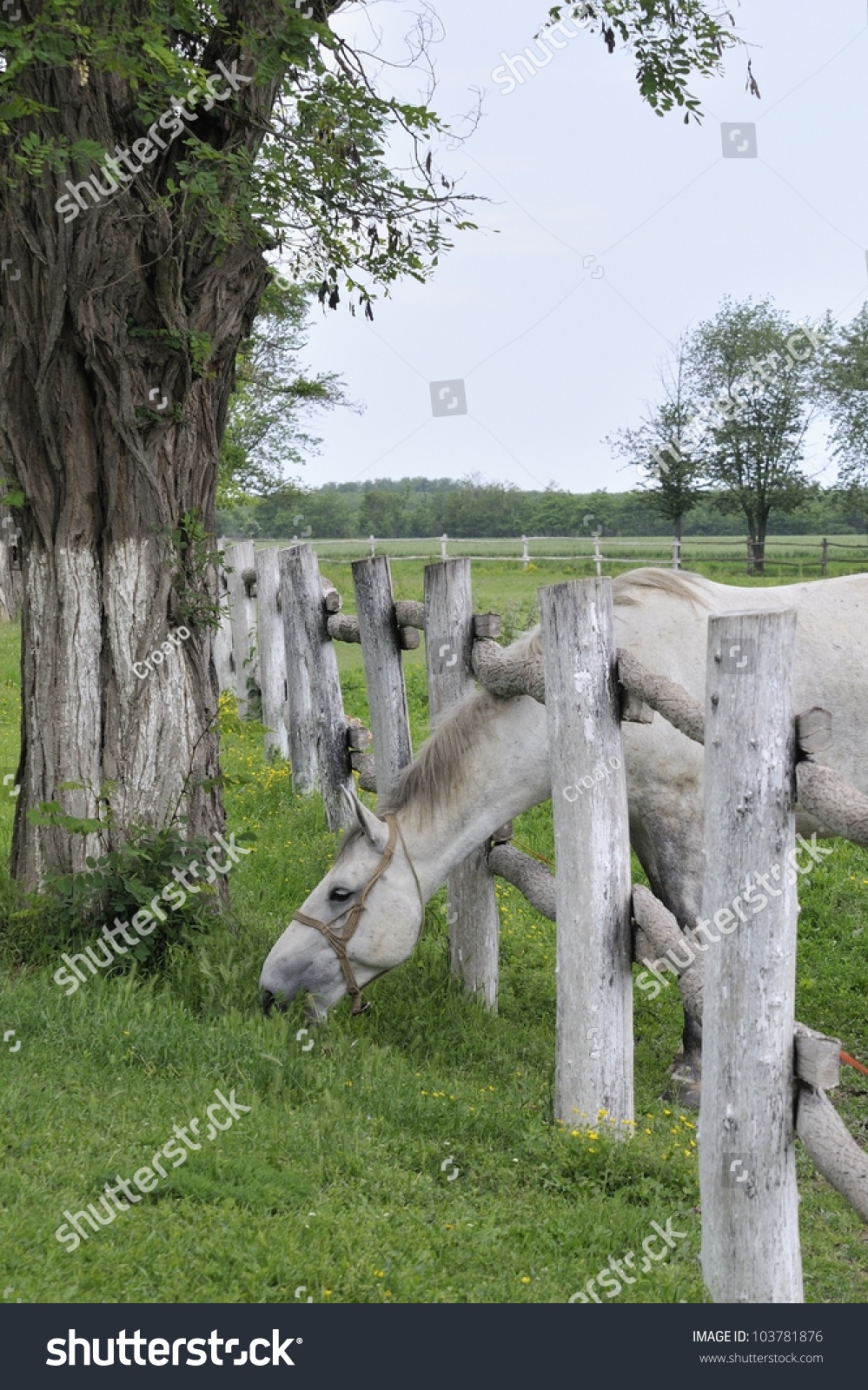 Lipizzaner horse shoved head through the wooden fence and graze #103781876