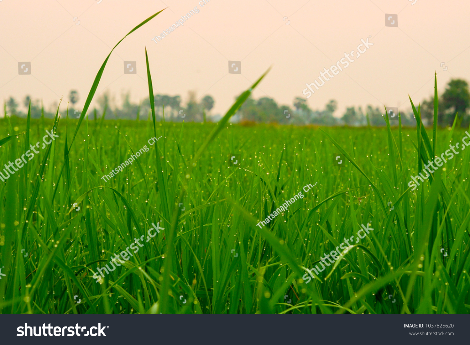 Green grass morning plant paddy #1037825620