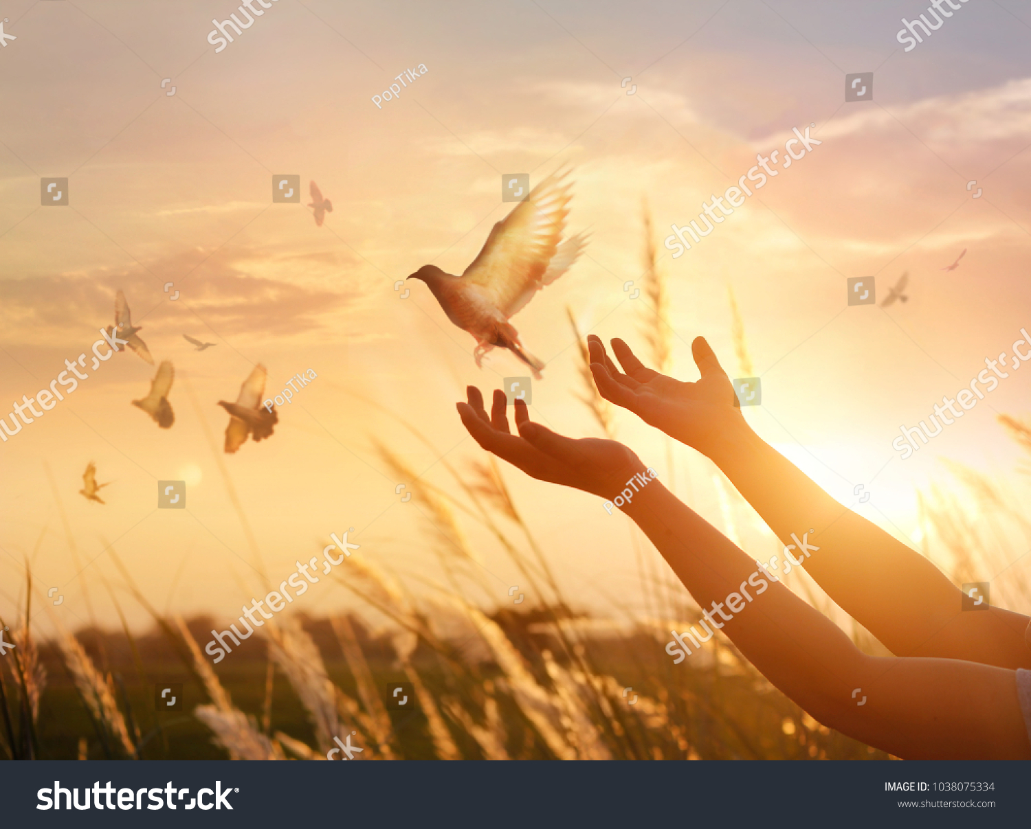 Woman praying and free bird enjoying nature on sunset background, hope concept  #1038075334