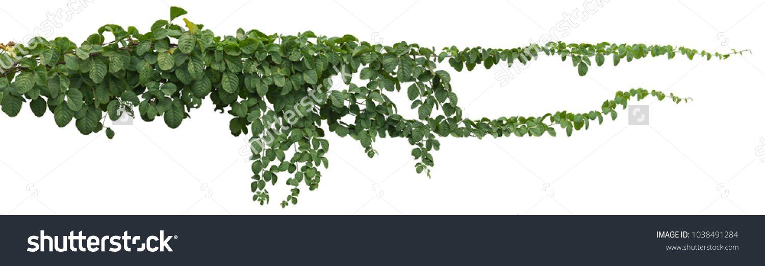 vine plant jungle, climbing isolated on white background. Clipping path #1038491284