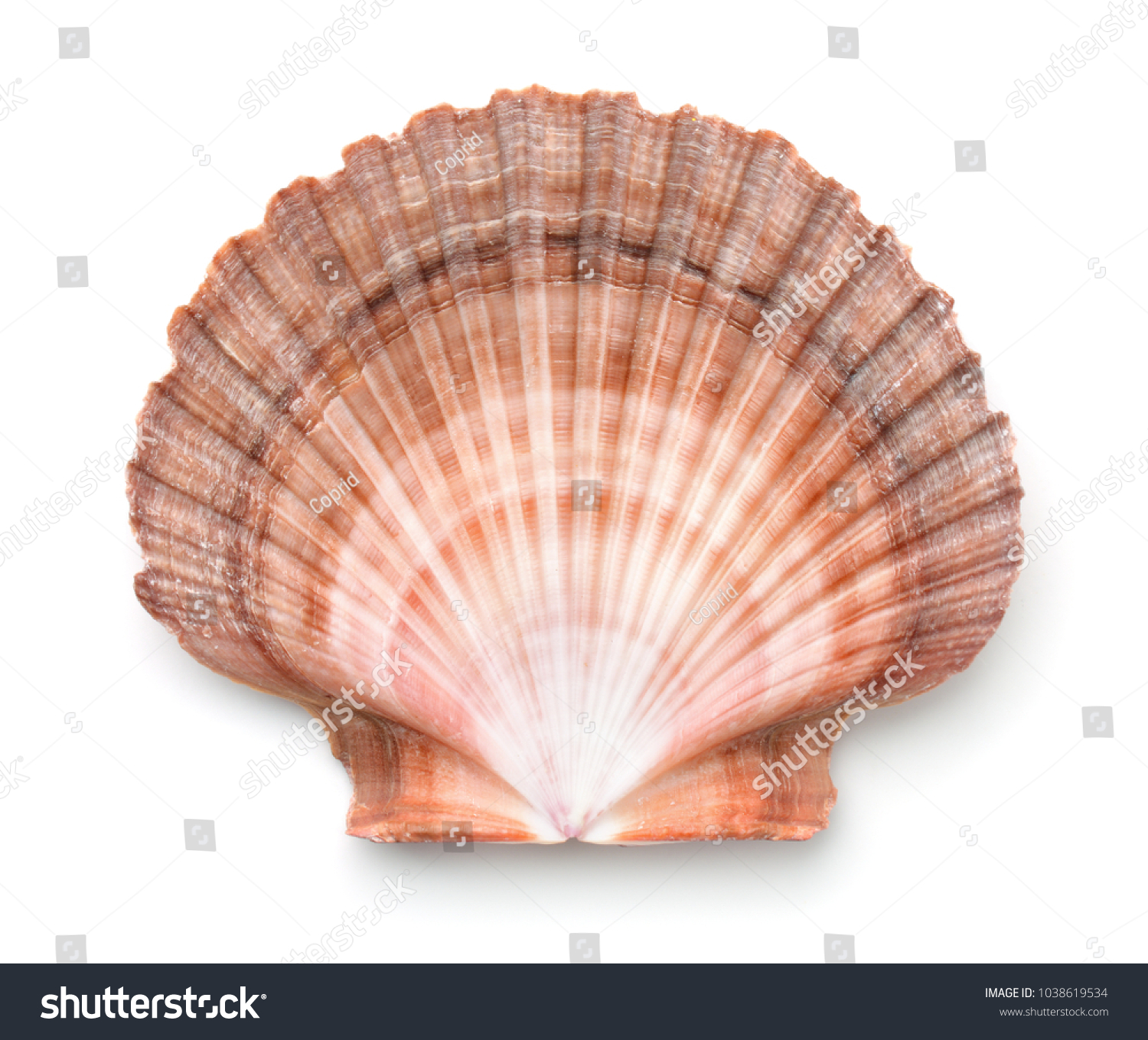 Top view of scallops shell isolated on white #1038619534