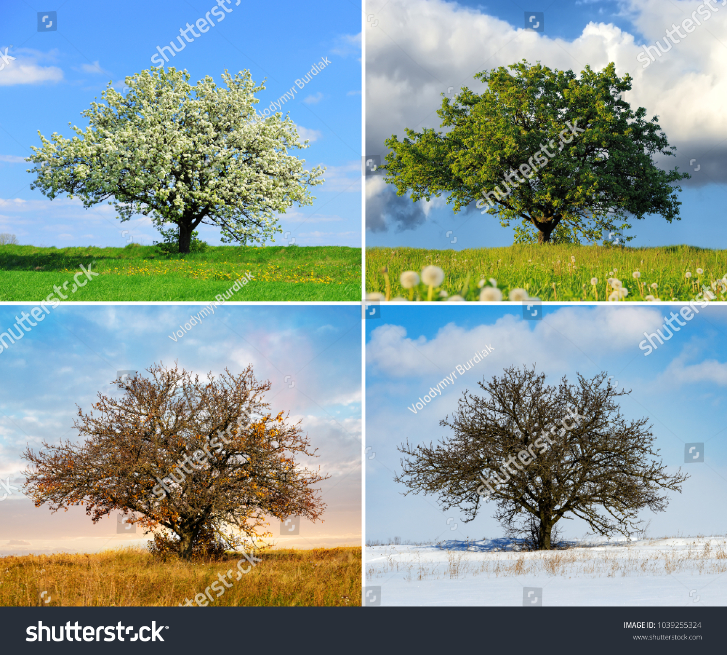 Alone big tree in four seasons #1039255324