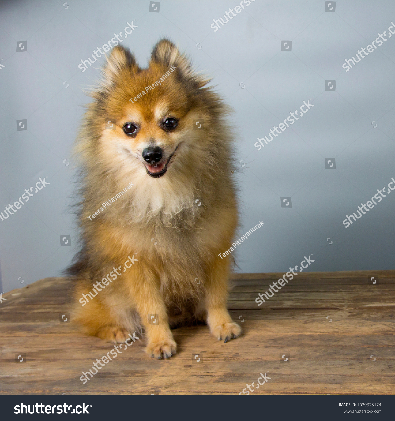 Pomeranian dogs are happy on a gray backdrop. #1039378174