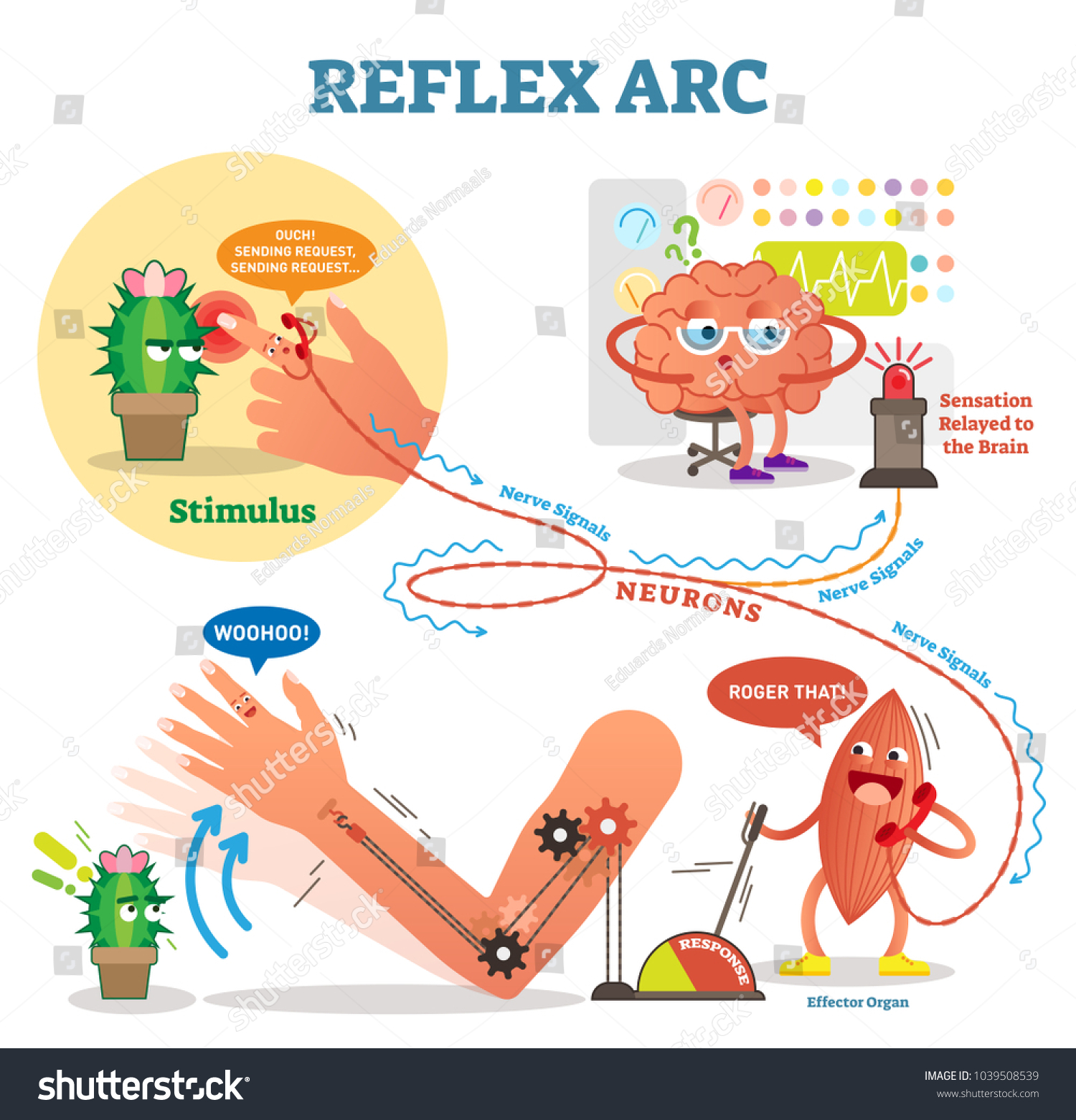 Spinal Reflex Arc Scheme Vector Illustration Royalty Free Stock Vector 1039508539 8018