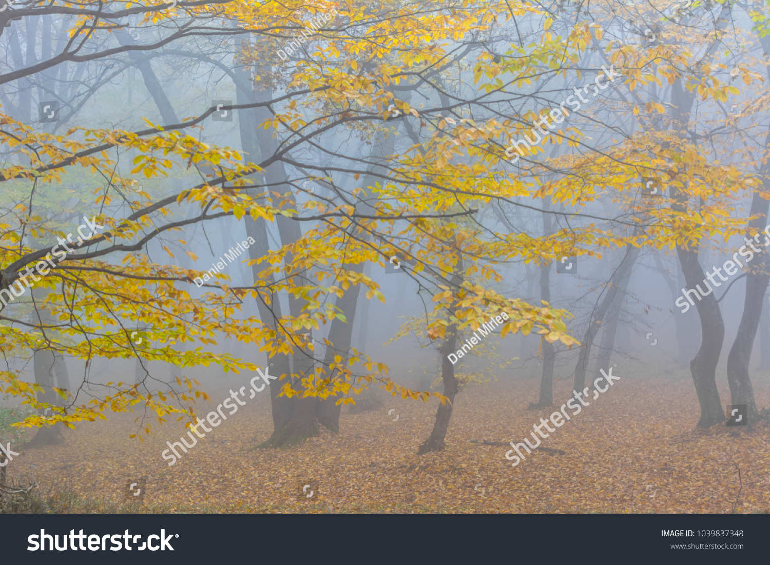 Amazing atmosphere in The Hoia Baciu forest, one of the most haunted forest in the world. It's very knowed for the unexplained phenomena.It was a beautiful foggy and colorful morning. #1039837348