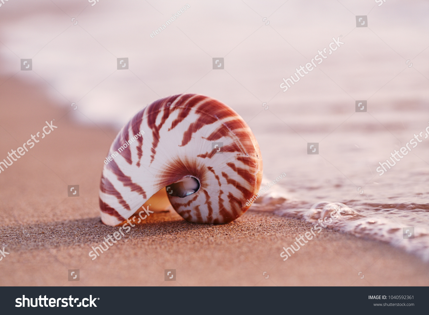 seashell nautilus on sea beach under sunset sun light, Canary island, Spain #1040592361
