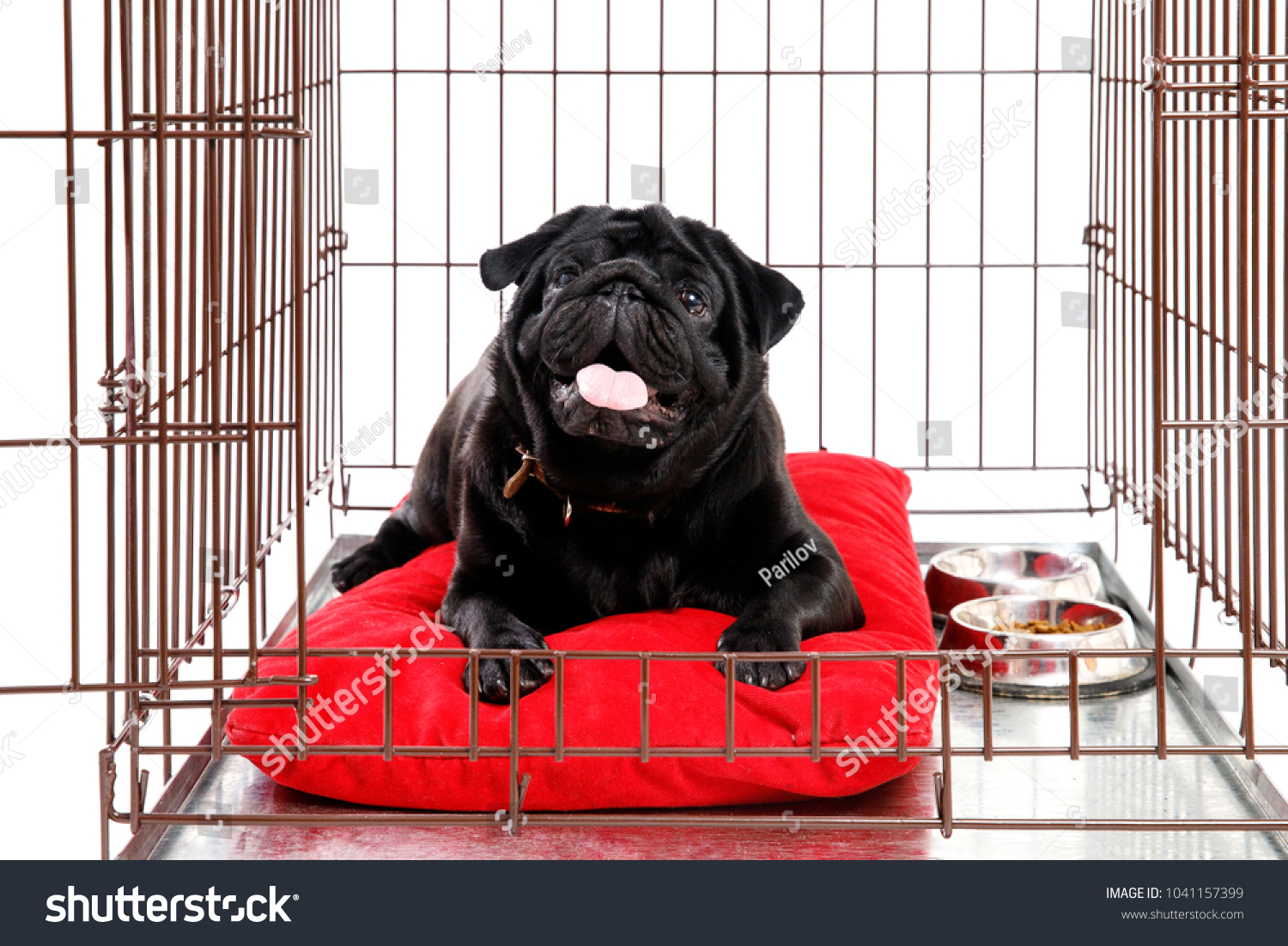 Dog in Crate Cage. Happy black pug in iron box. Isolated background. opened door #1041157399