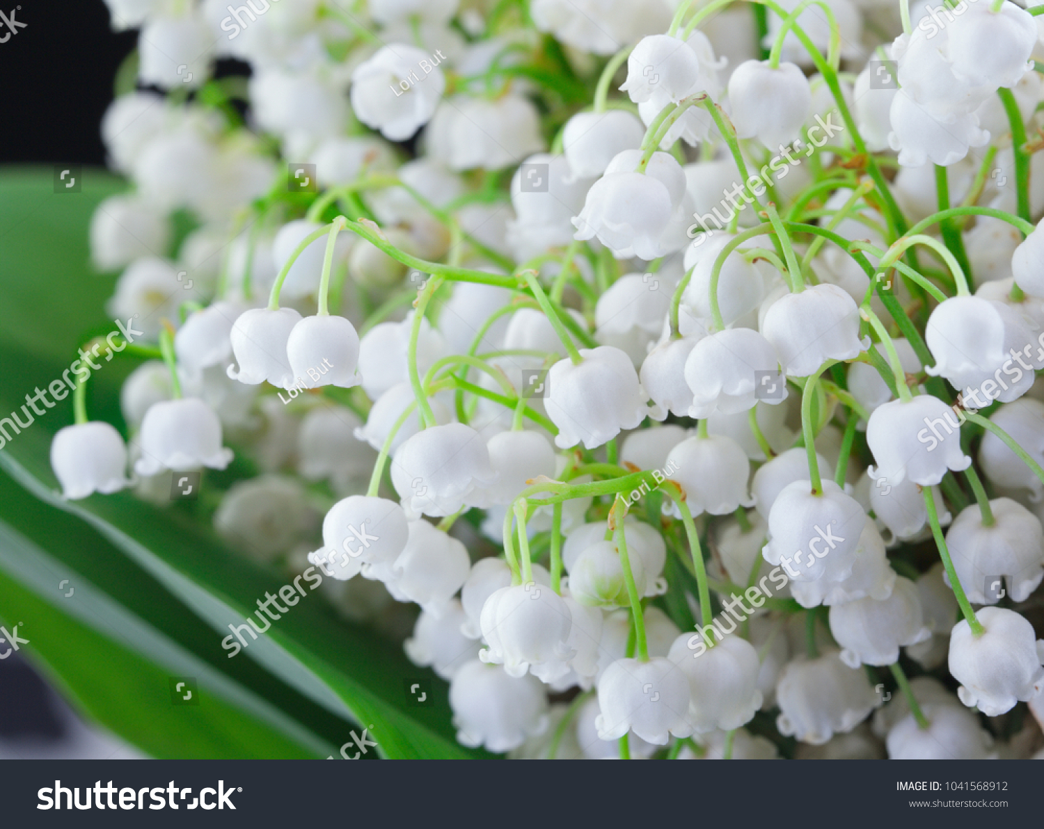 Green-muguet bouquet. White flowers bouquet. Bouquet of white lilies on black background. Bouquet of wildflowers lily of the valley. Spring floral background. Floral background. Selective focus. #1041568912
