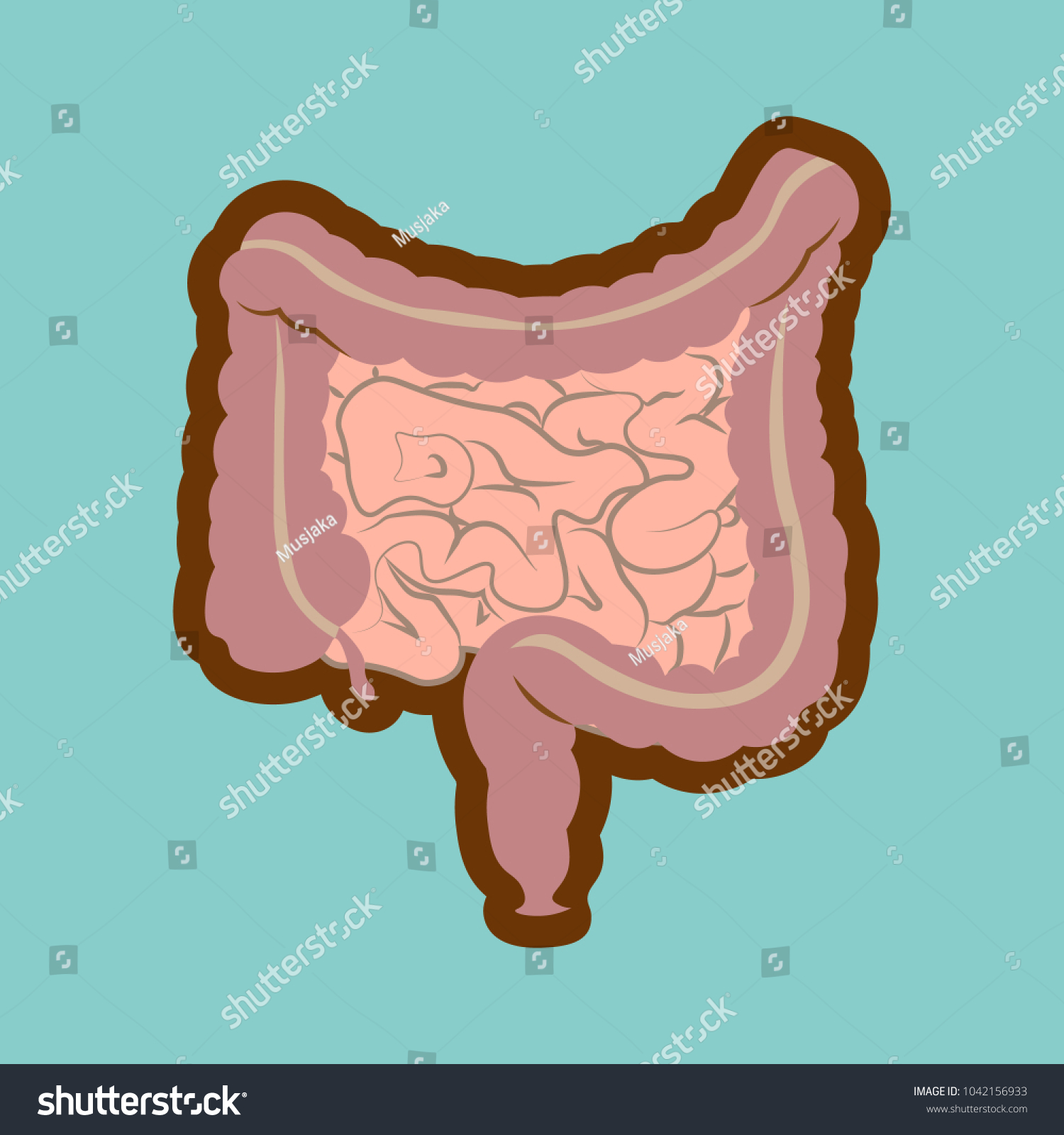 Human digestive system intestines gut anatomy - Royalty Free Stock ...