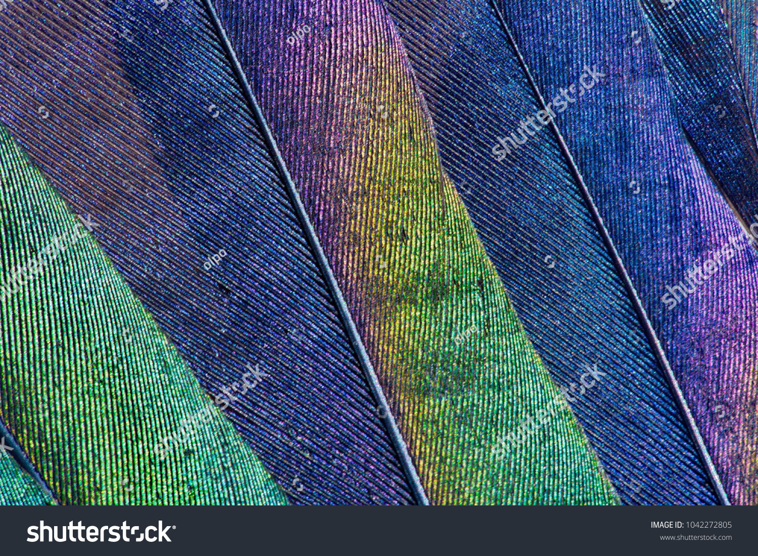 Close-up of iridescent feathers of european magpie tail. Bird feather texture. Beautiful multicolor feathers of european magpie as a background. #1042272805