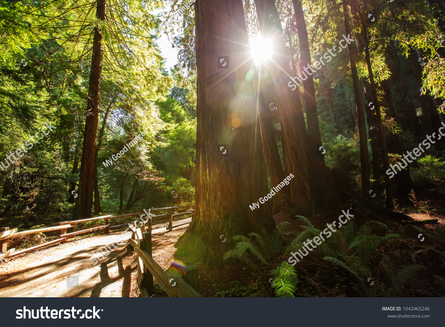 Muir woods National Monument near San Francisco in California, USA #1042465246