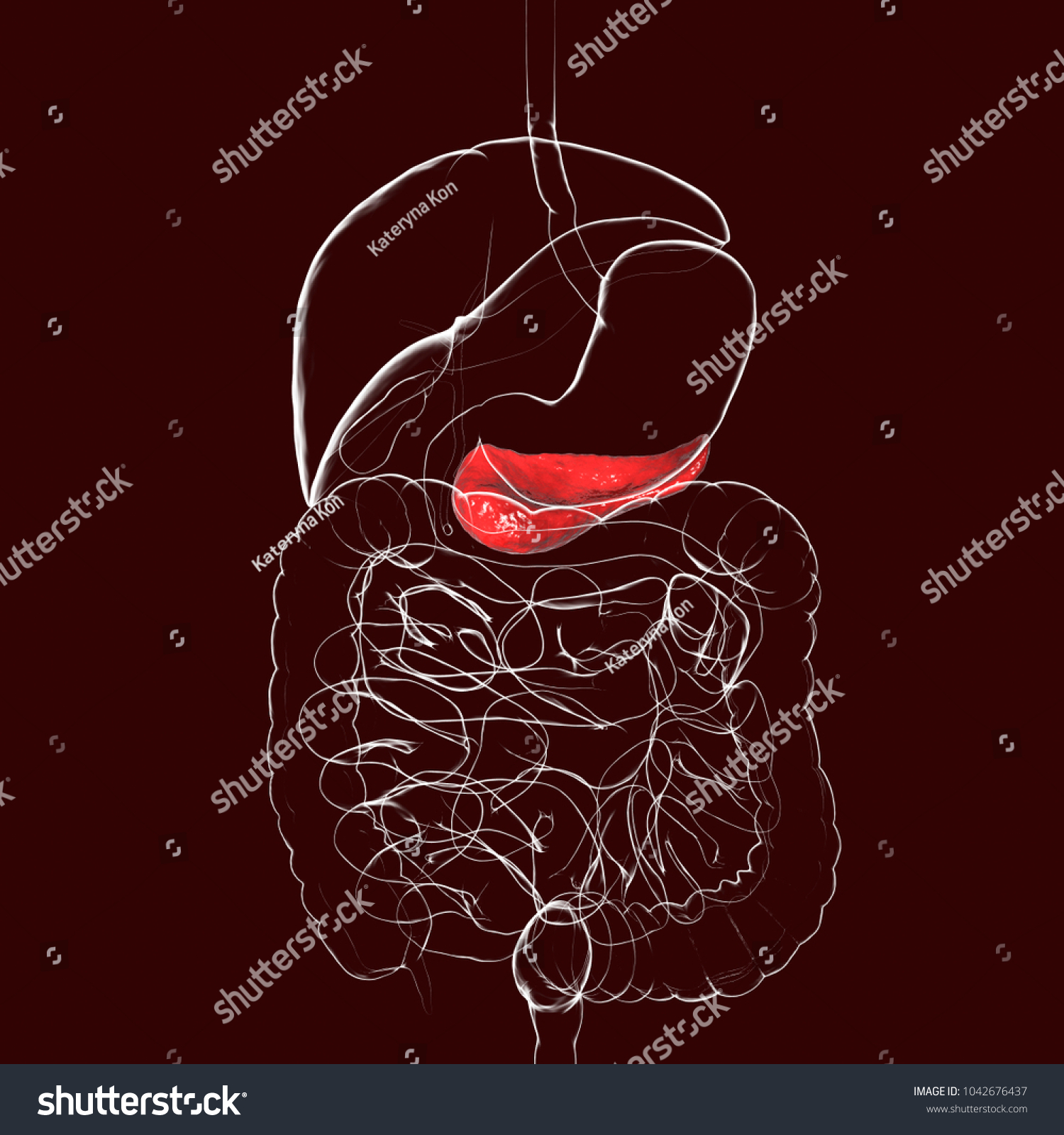 Human Pancreas Anatomy, 3D Illustration Showing - Royalty Free Stock ...