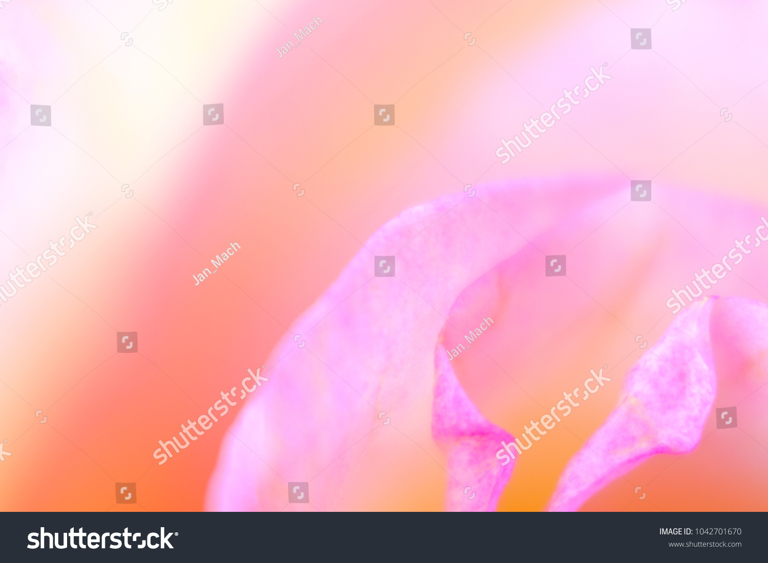 Beautiful bloom of multicolored rose flower macro detail - softness abstraction #1042701670