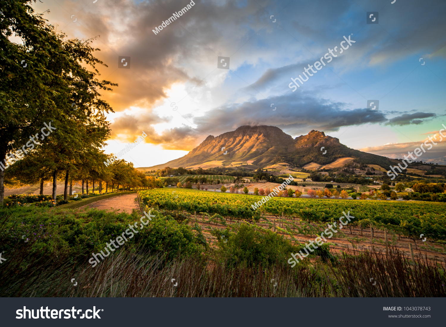 Wine region near Stellenbosch looking at Simonsberg in South Africa #1043078743