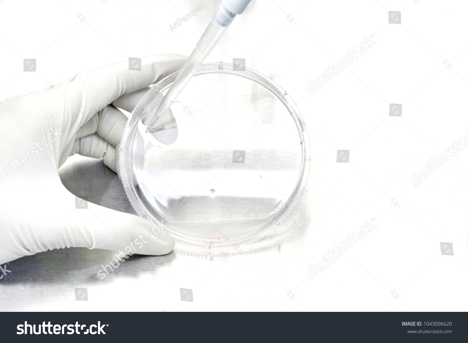 The researcher is using pipette to transfer liquid from petri dish to micro tube and centrifuge tube in the research of drugs or chemicals in the laboratory room on white background.                   #1043096620