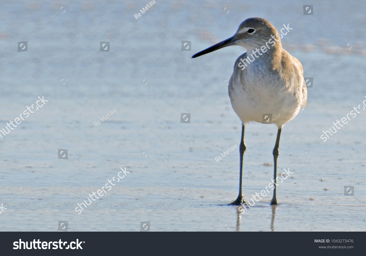 Full frontal close up of American short-billed dowitcher sandpiper to right, sunlit from side facing left, standing on the blue green surf of Florida's Gulf Coast with room for copy to left. #1043273476
