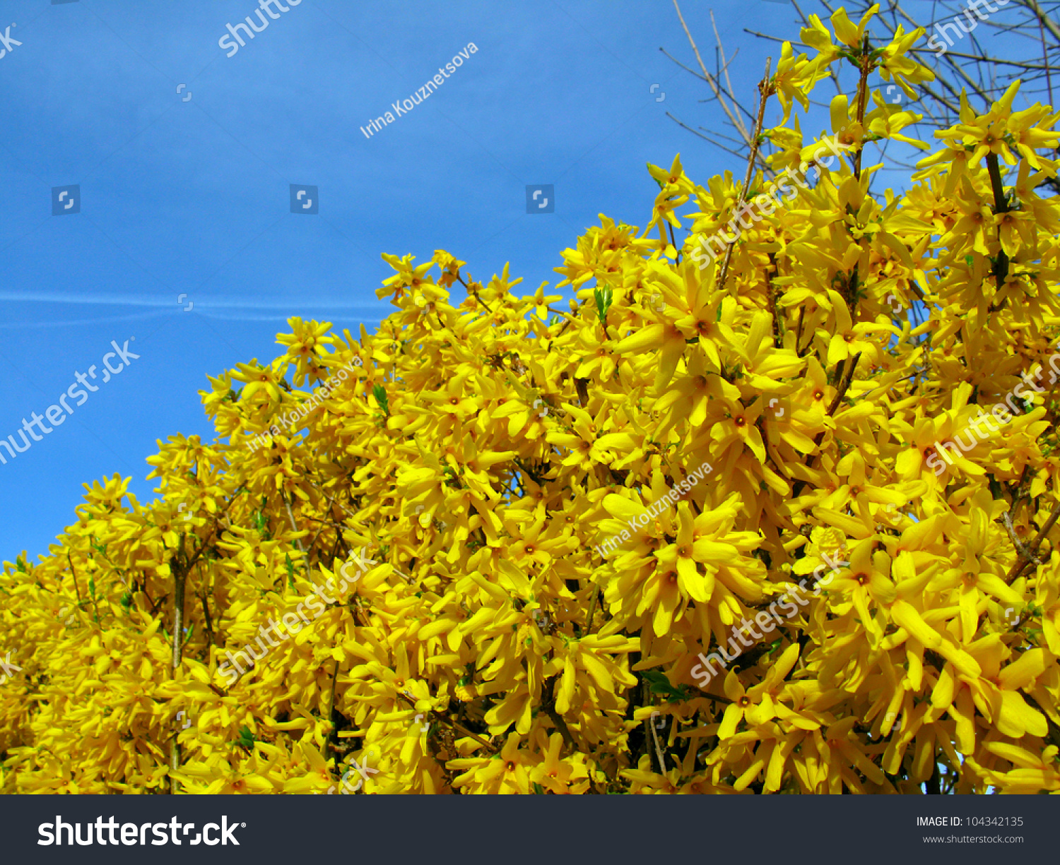 spring forsythia bush flowers and blue sky #104342135