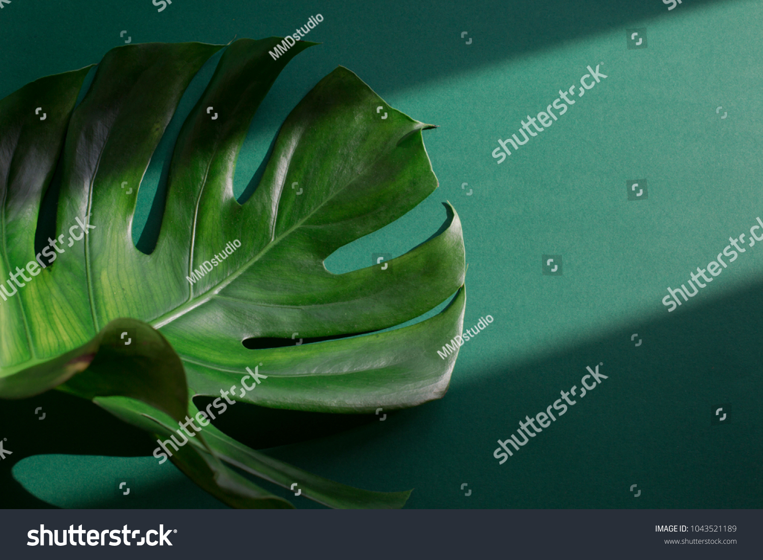 Tropical palm monstera leaf on green background. Shadow and sunlight #1043521189