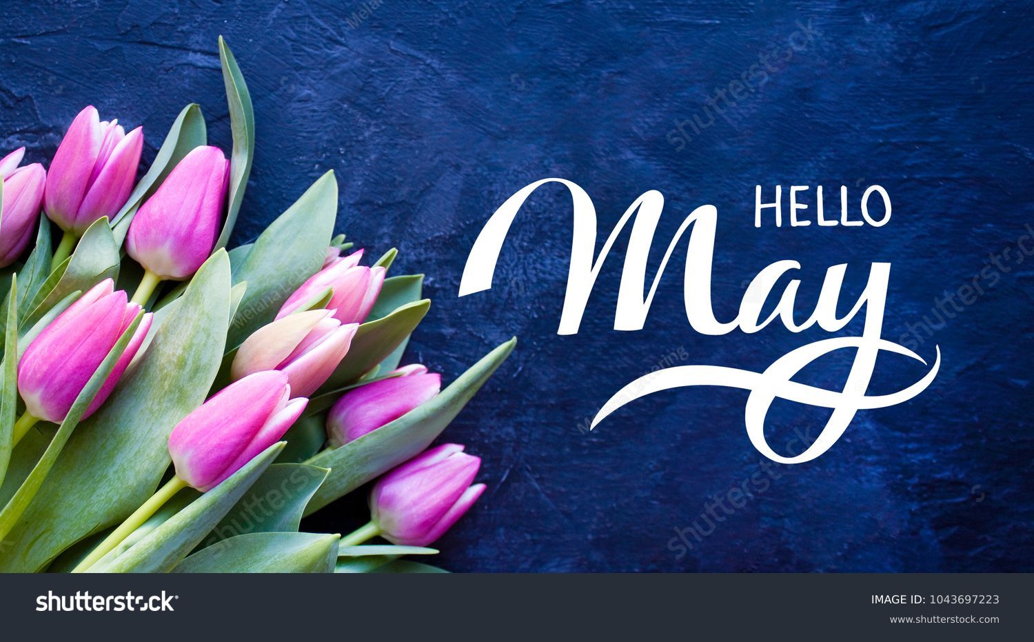 Hello May hand lettering card. Spring tulip flowers on dark blue background. #1043697223