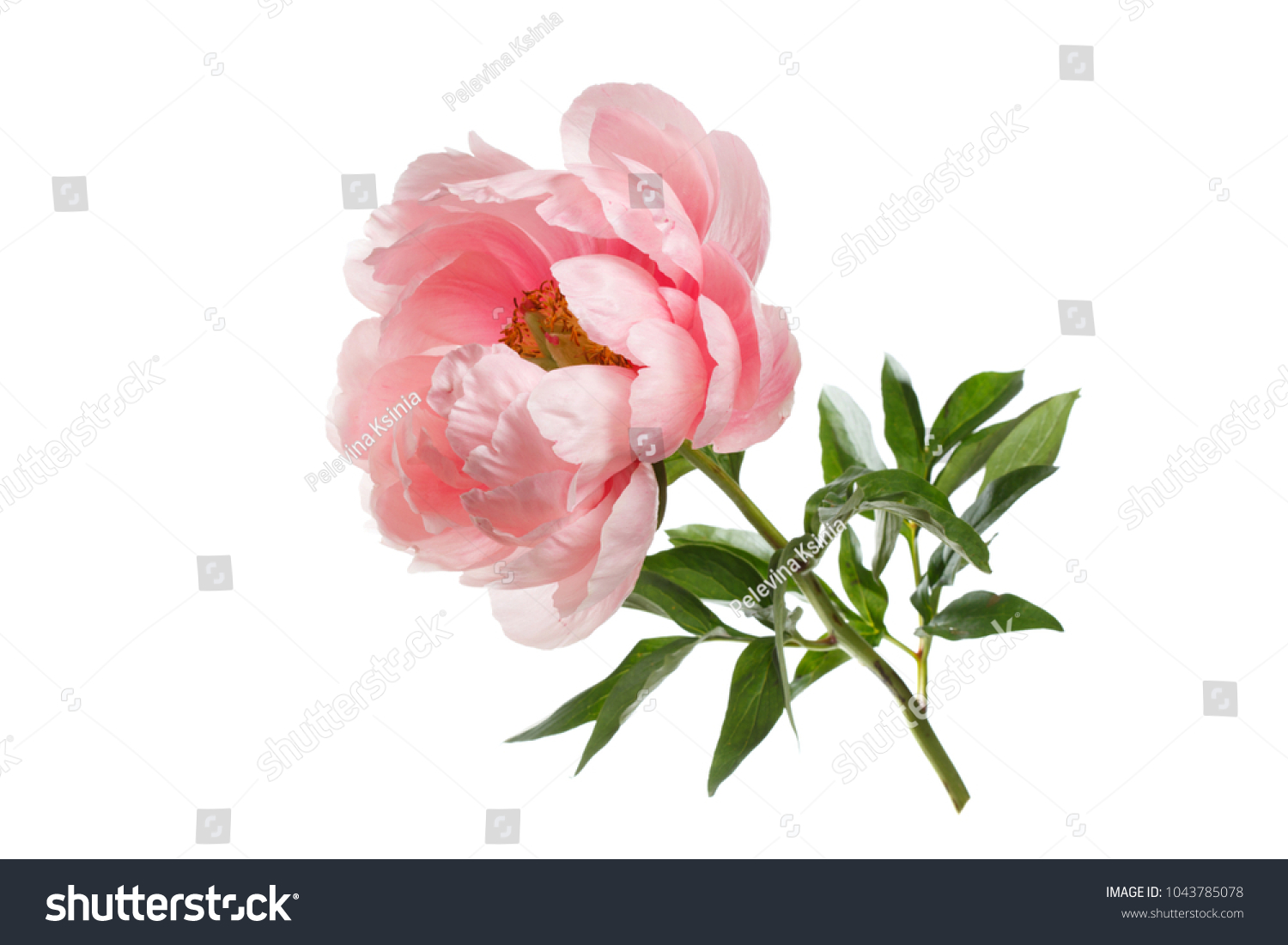 Peony pink color isolated on white background. #1043785078