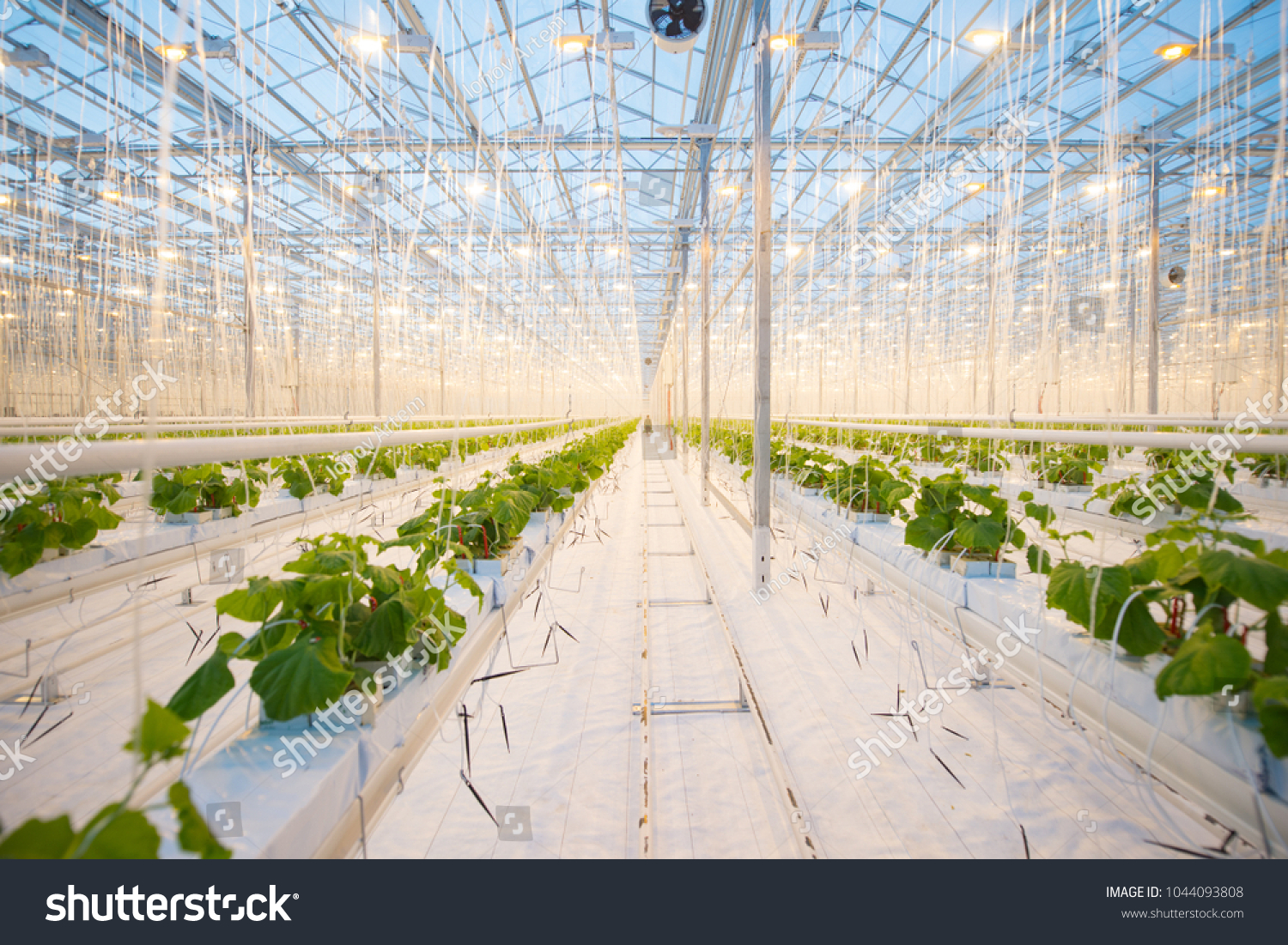 Organic hydroponic vegetable cultivation farm. Modern big greenhouse #1044093808