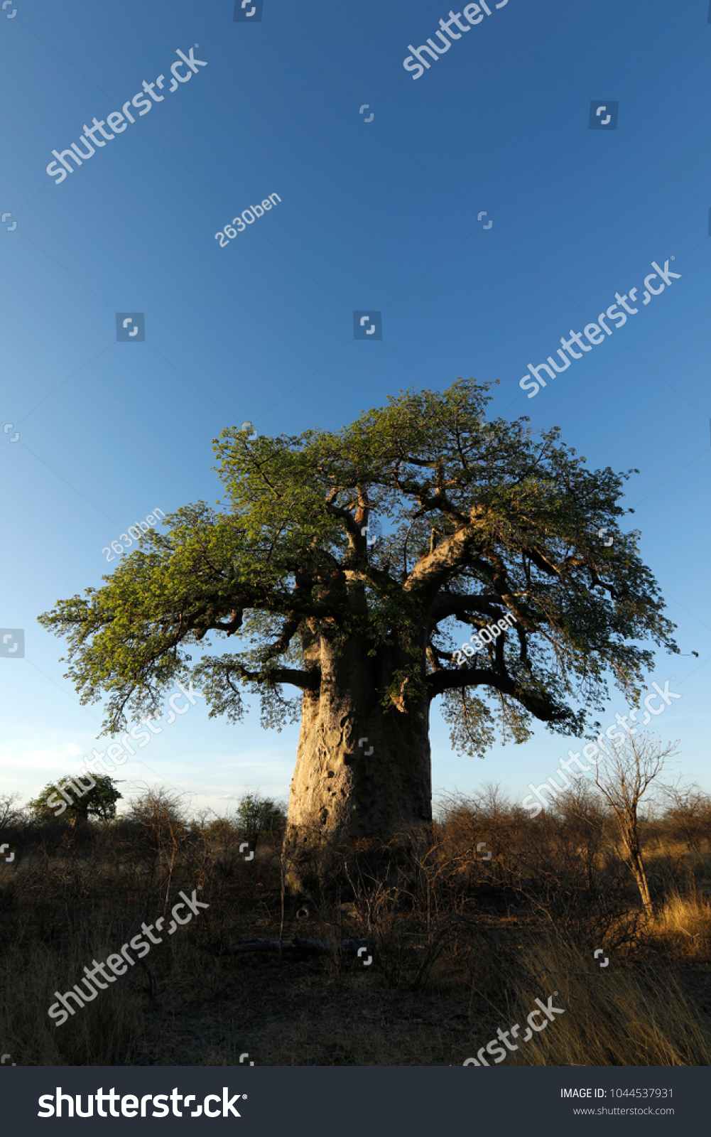 Baobab tree at sunset #1044537931