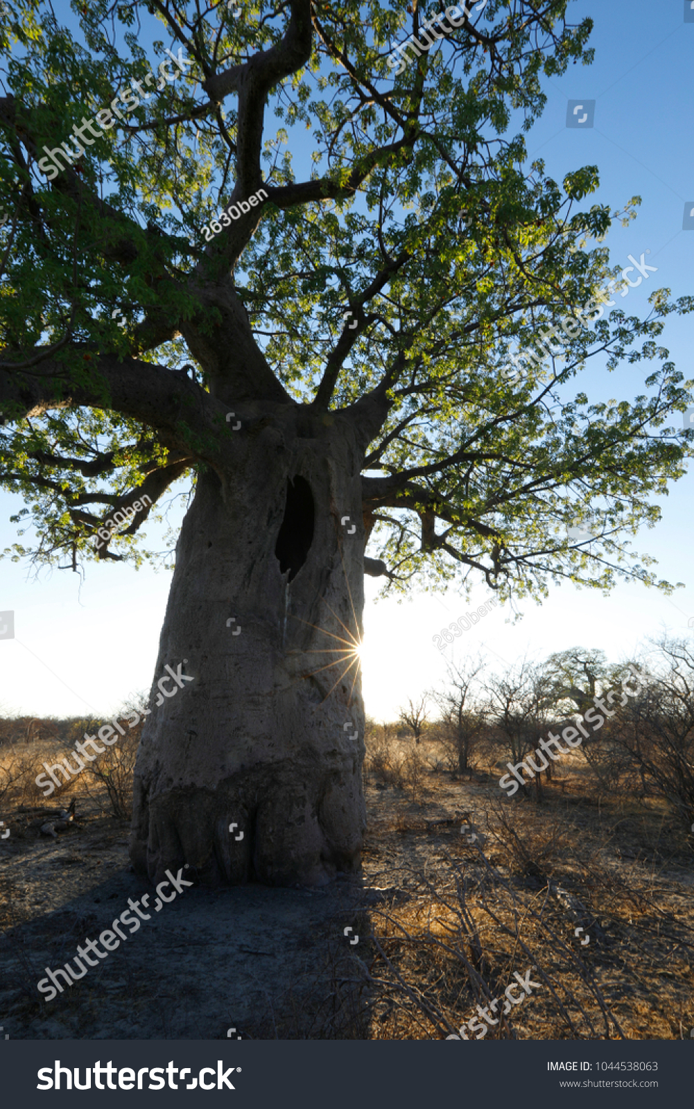 Baobab tree at sunset #1044538063