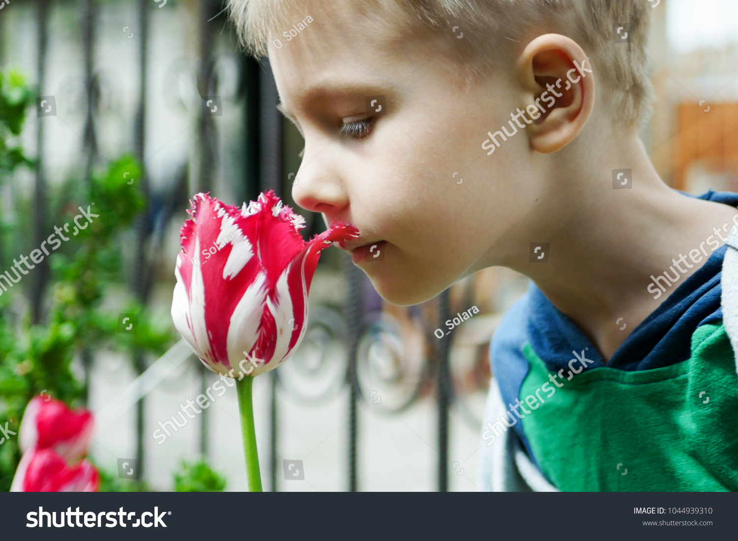 Young boy smells tulips flower in spring garden #1044939310