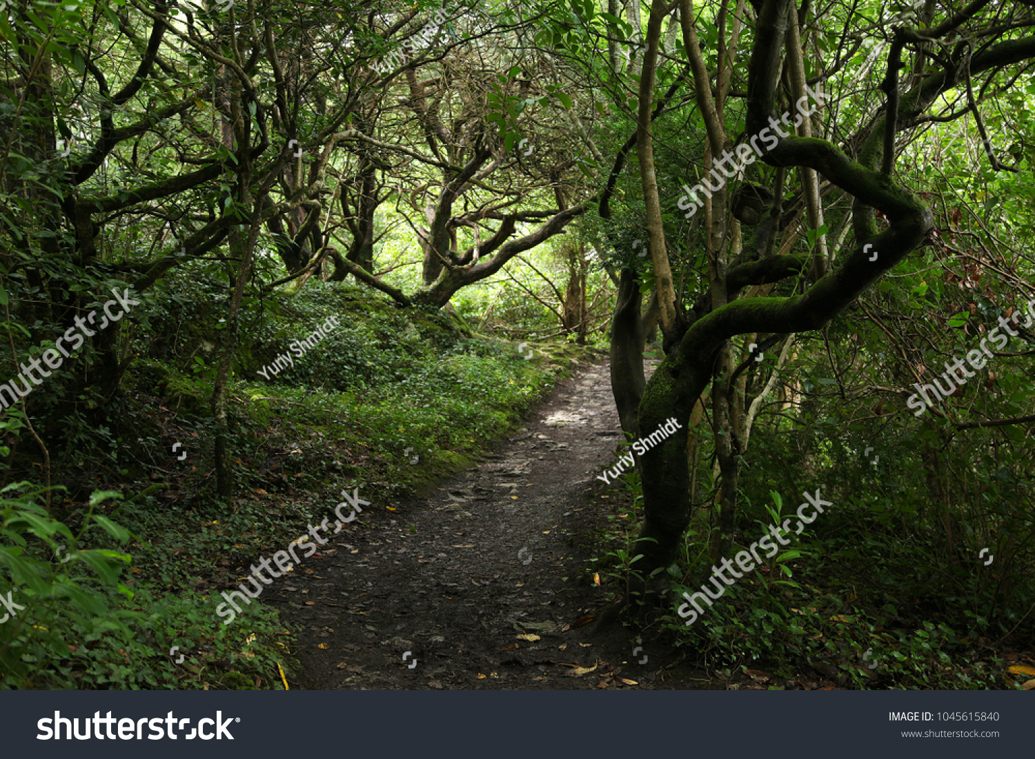 Forest in Killarney #1045615840