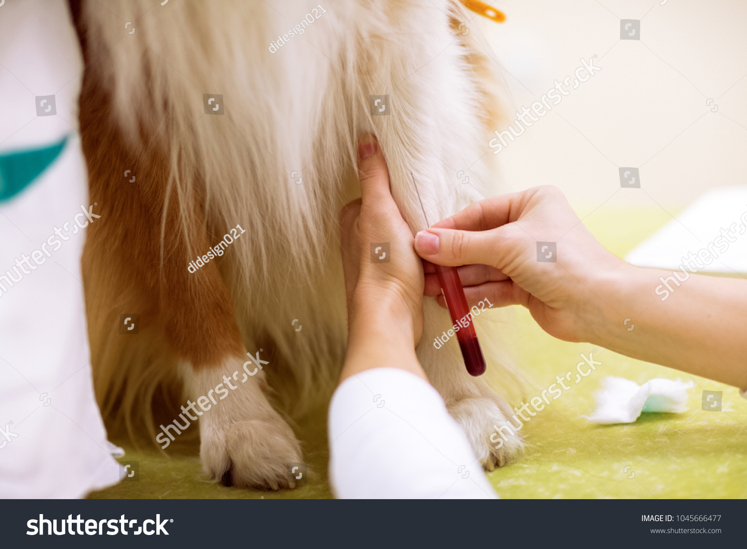 Taking a sample of blood from dog for analysis, sick dog at pet ambulance #1045666477