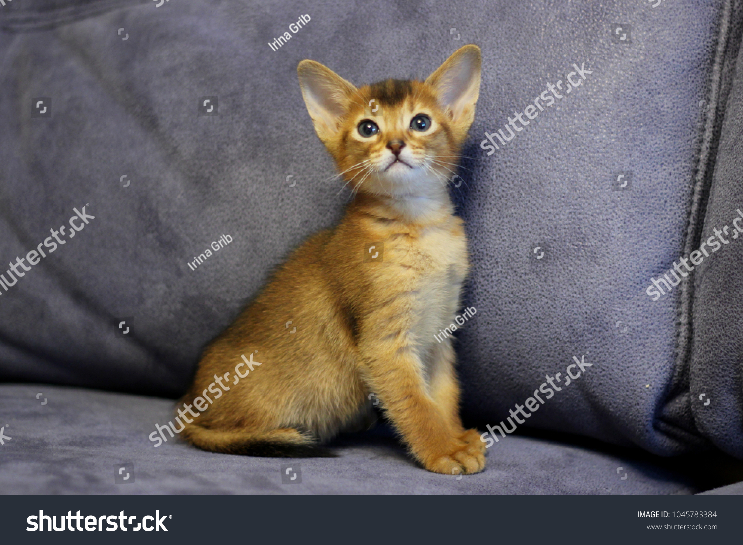 beautiful abyssinian kittens #1045783384